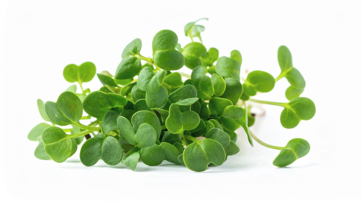 Nejzdravější zelenina světa? Mnoho lidí vůbec netuší, že o zeleninu jde